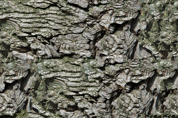 Nahtlose Textur Hintergrund Alte Baumrinde Außen Über Dem Holz Stämme — Stockfoto