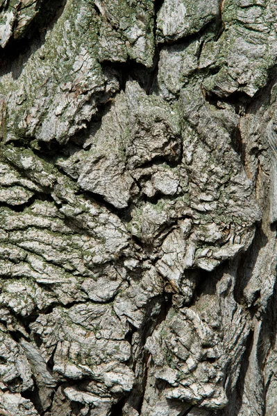 Textura Fundo Padrão Casca Árvore Fora Acima Madeira Pedaços Troncos — Fotografia de Stock
