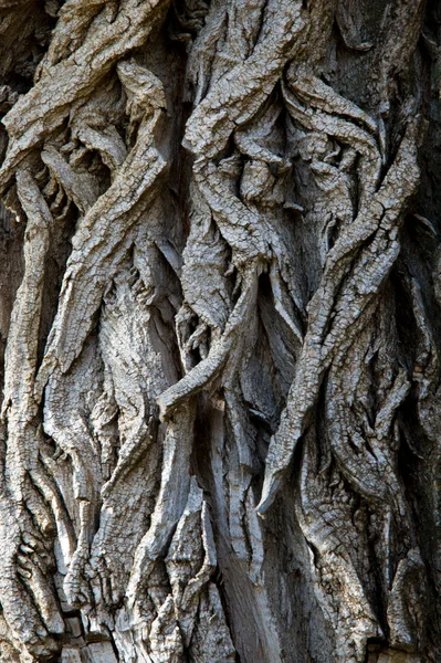 テクスチャ パターン 木の樹皮 トランクの上外では 茎や樹木の根 — ストック写真