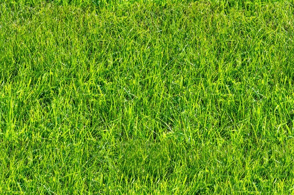 Nahtlose Textur Hintergrund Muster Rasenfläche Grünes Gras — Stockfoto