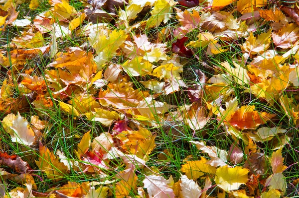 Вывод Предыстория Осенние Листья Земле Яркий Ковер Осенних Листьев Желтые — стоковое фото