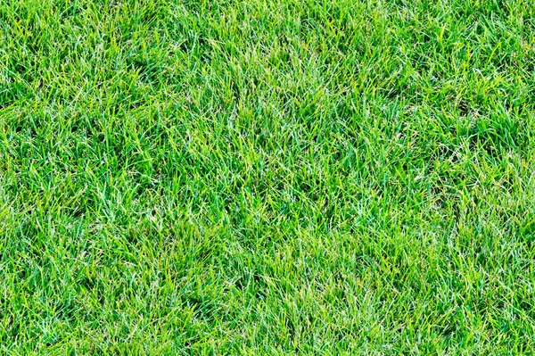 Naadloze Textuur Achtergrond Patroon Gras Gazon Groen Gras — Stockfoto