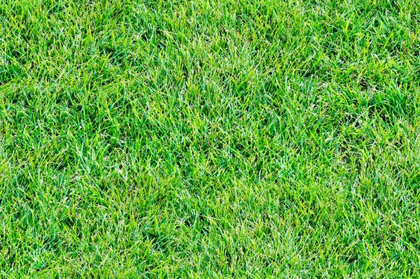 Textura Sem Costura Fundo Padrão Relva Relva Grama Verde — Fotografia de Stock