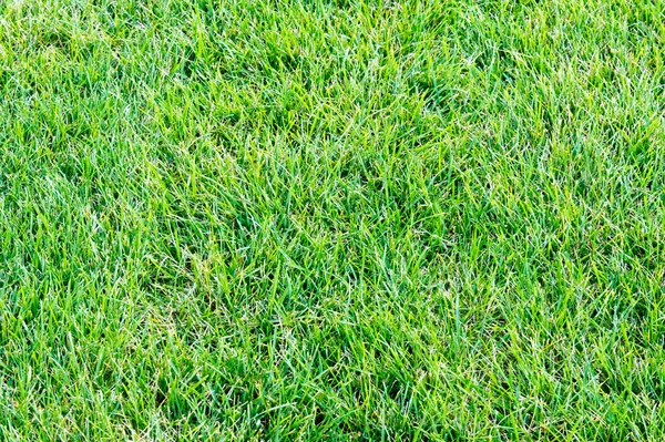 Textura Fundo Gramado Aparado Verde Relva Bem Cuidado Parque Infantil — Fotografia de Stock