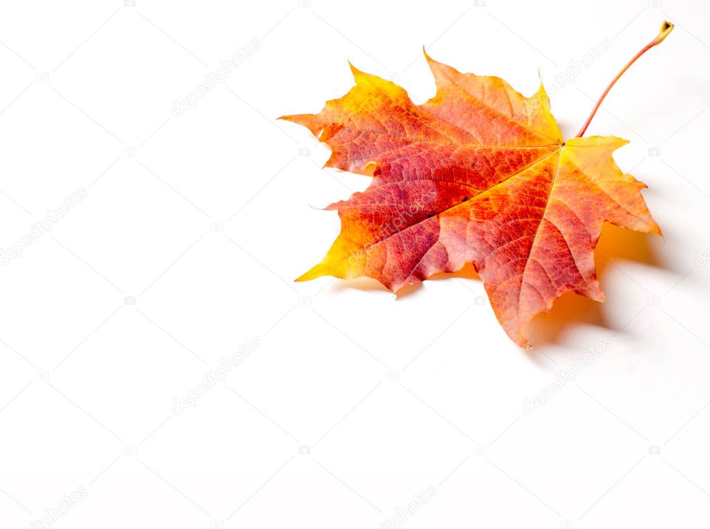 Texture, background. Yellow autumn leaves. Autumn maple leaf. Photographed in the studio