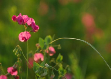 Vicia cracca. yaz çiçek vicia güneşli zemin üzerinde. Fiğ (vicia cracca) closeup inek
