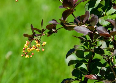 çiçekler kızamık, sarı çiçek taşıyan bir dikenli çalı ve kırmızı ya da mavi-siyah çilek.