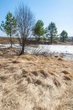 Bahar peyzaj, tenha yerlerde son kar. Parlak güneş kar erir. Yeşil çam. Yaprak döken ağaçların yaprakları olmadan. Kar suyu eritebilir. Geçen yılki çim sarı.
