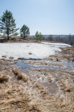Bahar peyzaj, tenha yerlerde son kar. Parlak güneş kar erir. Yeşil çam. Yaprak döken ağaçların yaprakları olmadan. Kar suyu eritebilir. Geçen yılki çim sarı.