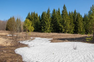 Bahar peyzaj, tenha yerlerde son kar. Parlak güneş kar erir. Yeşil çam. Yaprak döken ağaçların yaprakları olmadan. Kar suyu eritebilir. Geçen yılki çim sarı.