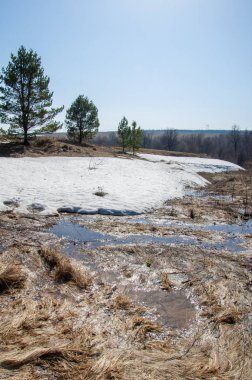 Bahar peyzaj, tenha yerlerde son kar. Parlak güneş kar erir. Yeşil çam. Yaprak döken ağaçların yaprakları olmadan. Kar suyu eritebilir. Geçen yılki çim sarı.