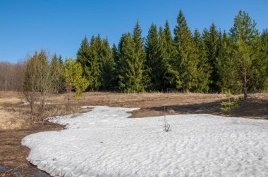 Bahar peyzaj, tenha yerlerde son kar. Parlak güneş kar erir. Yeşil çam. Yaprak döken ağaçların yaprakları olmadan. Kar suyu eritebilir. Geçen yılki çim sarı.