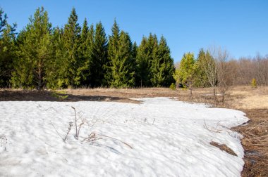 Bahar peyzaj, tenha yerlerde son kar. Parlak güneş kar erir. Yeşil çam. Yaprak döken ağaçların yaprakları olmadan. Kar suyu eritebilir. Geçen yılki çim sarı.