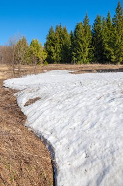 Bahar peyzaj, tenha yerlerde son kar. Parlak güneş kar erir. Yeşil çam. Yaprak döken ağaçların yaprakları olmadan. Kar suyu eritebilir. Geçen yılki çim sarı.