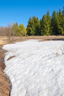 Bahar peyzaj, tenha yerlerde son kar. Parlak güneş kar erir. Yeşil çam. Yaprak döken ağaçların yaprakları olmadan. Kar suyu eritebilir. Geçen yılki çim sarı.