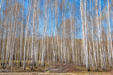 Bahar manzara huş ağacı orman. Nisan. Ağaç unblown yaprakları ile