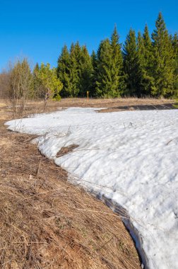 Bahar peyzaj, tenha yerlerde son kar. Parlak güneş kar erir. Yeşil çam. Yaprak döken ağaçların yaprakları olmadan. Kar suyu eritebilir. Geçen yılki çim sarı.