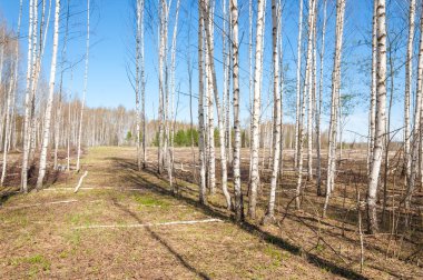 Bahar manzara huş ağacı orman. Nisan. Ağaç unblown yaprakları ile
