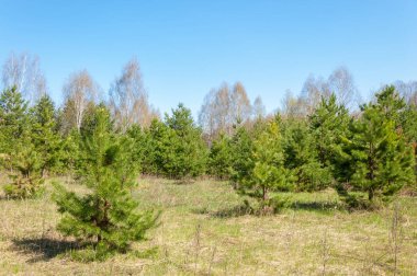manzara Bahar Orman, orman kenarı. Orman Glade. otların arasında kar ile yere için baskı. Bahar Orman kenarı. Nisan.