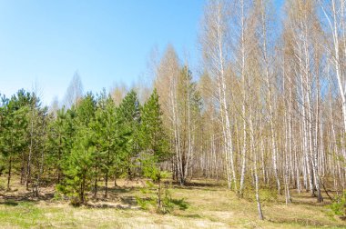 manzara Bahar Orman, orman kenarı. Orman Glade. otların arasında kar ile yere için baskı. Bahar Orman kenarı. Nisan.