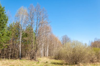 manzara Bahar Orman, orman kenarı. Orman Glade. otların arasında kar ile yere için baskı. Bahar Orman kenarı. Nisan.