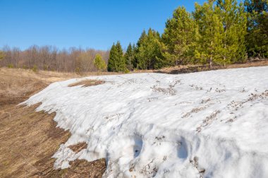 Bahar peyzaj, tenha yerlerde son kar. Parlak güneş kar erir. Yeşil çam. Yaprak döken ağaçların yaprakları olmadan. Kar suyu eritebilir. Geçen yılki çim sarı.