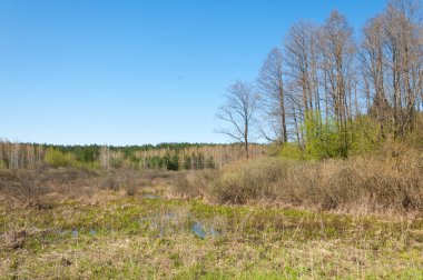 manzara Bahar Orman, orman kenarı. Orman Glade. otların arasında kar ile yere için baskı. Bahar Orman kenarı. Nisan.