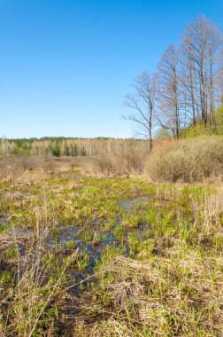 manzara Bahar Orman, orman kenarı. Orman Glade. otların arasında kar ile yere için baskı. Bahar Orman kenarı. Nisan.