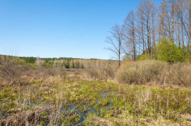manzara Bahar Orman, orman kenarı. Orman Glade. otların arasında kar ile yere için baskı. Bahar Orman kenarı. Nisan.