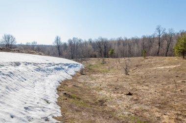 Bahar peyzaj, tenha yerlerde son kar. Parlak güneş kar erir. Yeşil çam. Yaprak döken ağaçların yaprakları olmadan. Kar suyu eritebilir. Geçen yılki çim sarı.