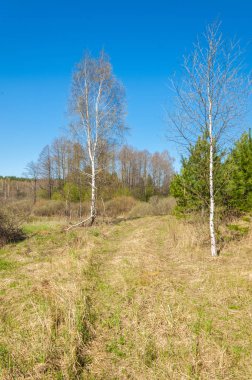 manzara Bahar Orman, orman kenarı. Orman Glade. otların arasında kar ile yere için baskı. Bahar Orman kenarı. Nisan.