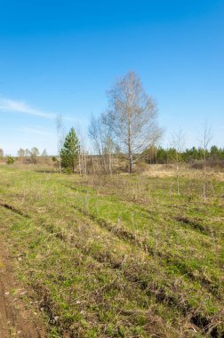 manzara Bahar Orman, orman kenarı. Orman Glade. otların arasında kar ile yere için baskı. Bahar Orman kenarı. Nisan.