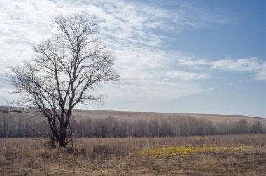 Coltsfoot bilinen Tussilago farfara bitki papatya ailesindeki groundsel kabile bir bitkidir