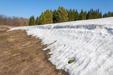 Bahar peyzaj, tenha yerlerde son kar. Parlak güneş kar erir. Yeşil çam. Yaprak döken ağaçların yaprakları olmadan. Kar suyu eritebilir. Geçen yılki çim sarı.