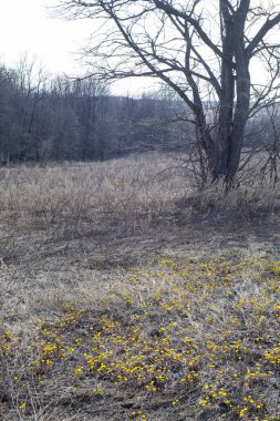 Coltsfoot bilinen Tussilago farfara bitki papatya ailesindeki groundsel kabile bir bitkidir