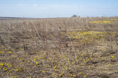 Coltsfoot bilinen Tussilago farfara bitki papatya ailesindeki groundsel kabile bir bitkidir