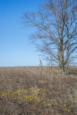 Coltsfoot bilinen Tussilago farfara bitki papatya ailesindeki groundsel kabile bir bitkidir