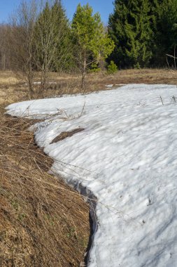 Bahar peyzaj, tenha yerlerde son kar. Parlak güneş kar erir. Yeşil çam. Yaprak döken ağaçların yaprakları olmadan. Kar suyu eritebilir. Geçen yılki çim sarı.