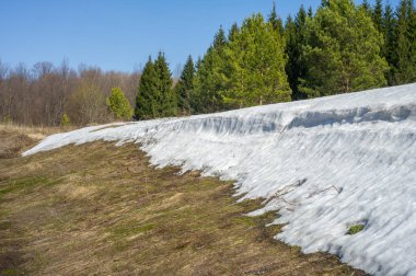 Bahar peyzaj, tenha yerlerde son kar. Parlak güneş kar erir. Yeşil çam. Yaprak döken ağaçların yaprakları olmadan. Kar suyu eritebilir. Geçen yılki çim sarı.