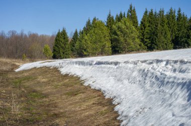Bahar peyzaj, tenha yerlerde son kar. Parlak güneş kar erir. Yeşil çam. Yaprak döken ağaçların yaprakları olmadan. Kar suyu eritebilir. Geçen yılki çim sarı.