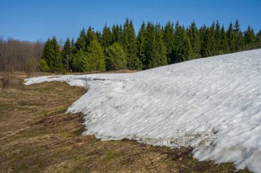 Bahar peyzaj, tenha yerlerde son kar. Parlak güneş kar erir. Yeşil çam. Yaprak döken ağaçların yaprakları olmadan. Kar suyu eritebilir. Geçen yılki çim sarı.