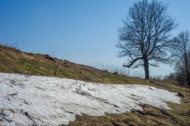 Bahar peyzaj, tenha yerlerde son kar. Parlak güneş kar erir. Yeşil çam. Yaprak döken ağaçların yaprakları olmadan. Kar suyu eritebilir. Geçen yılki çim sarı.