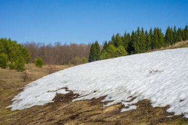Bahar peyzaj, tenha yerlerde son kar. Parlak güneş kar erir. Yeşil çam. Yaprak döken ağaçların yaprakları olmadan. Kar suyu eritebilir. Geçen yılki çim sarı.