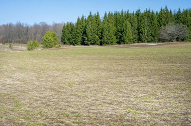 Bahar manzara, buğday Genç sürgünler, yeşil yapraklar, mavi gökyüzü ile az bulutlu beklentisi meşe ağaçları