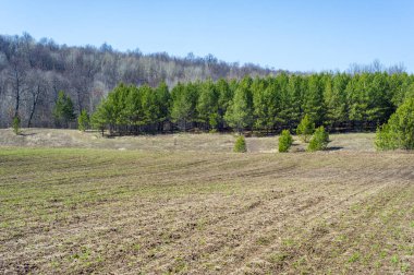 Bahar manzara, buğday Genç sürgünler, yeşil yapraklar, mavi gökyüzü ile az bulutlu beklentisi meşe ağaçları