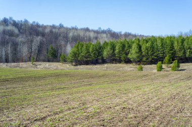 Bahar manzara, buğday Genç sürgünler, yeşil yapraklar, mavi gökyüzü ile az bulutlu beklentisi meşe ağaçları