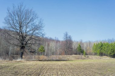 Bahar manzara, buğday Genç sürgünler, yeşil yapraklar, mavi gökyüzü ile az bulutlu beklentisi meşe ağaçları