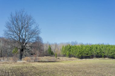 Bahar manzara, buğday Genç sürgünler, yeşil yapraklar, mavi gökyüzü ile az bulutlu beklentisi meşe ağaçları
