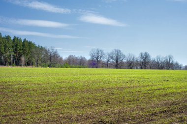 Bahar manzara, buğday Genç sürgünler, yeşil yapraklar, mavi gökyüzü ile az bulutlu beklentisi meşe ağaçları