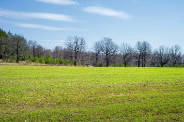 Bahar manzara, buğday Genç sürgünler, yeşil yapraklar, mavi gökyüzü ile az bulutlu beklentisi meşe ağaçları